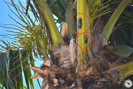 Round to oval bore holes in palm frond stems can be a sign of coconut rhinoceros beetle activity as adult beetles chew into soft, developing palm tissue.