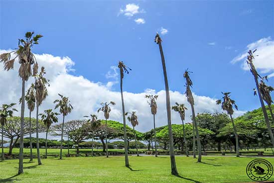When the center spear collapses and the crown begins to thin or die back, coconut rhinoceros beetle damage may already be advanced and the palm should be inspected as soon as possible.