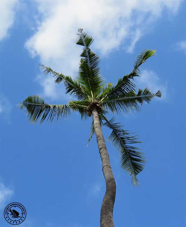 Coconut palm with V-shaped leaf damage from coconut rhinoceros beetle infestation on Kauaʻi