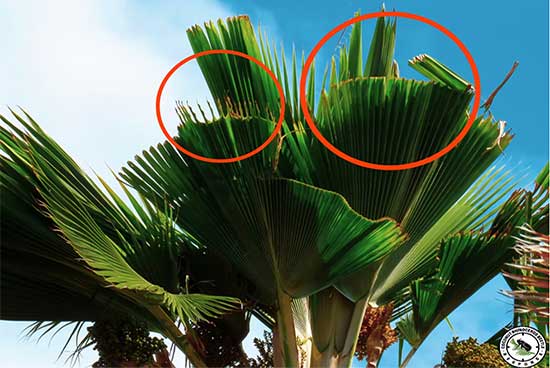 Palm fronds that open with scalloped or “trimmed” edges may indicate coconut rhinoceros beetle feeding inside the folded spear before the leaves fully unfurled.