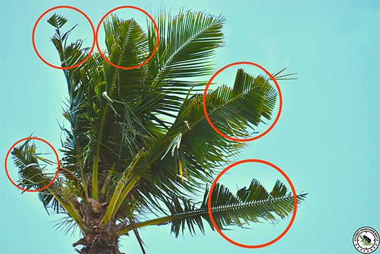 V-shaped cuts and wedge-like notches across palm fronds are common signs of coconut rhinoceros beetle damage, often becoming more visible as the affected leaves open and spread.